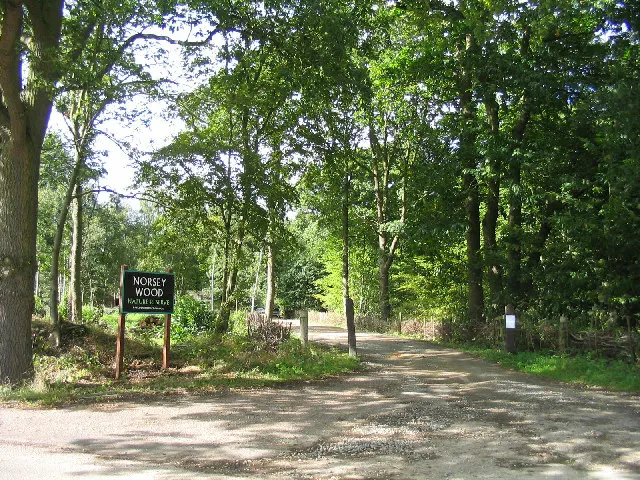 Norsey Wood, the local landmark of CM11