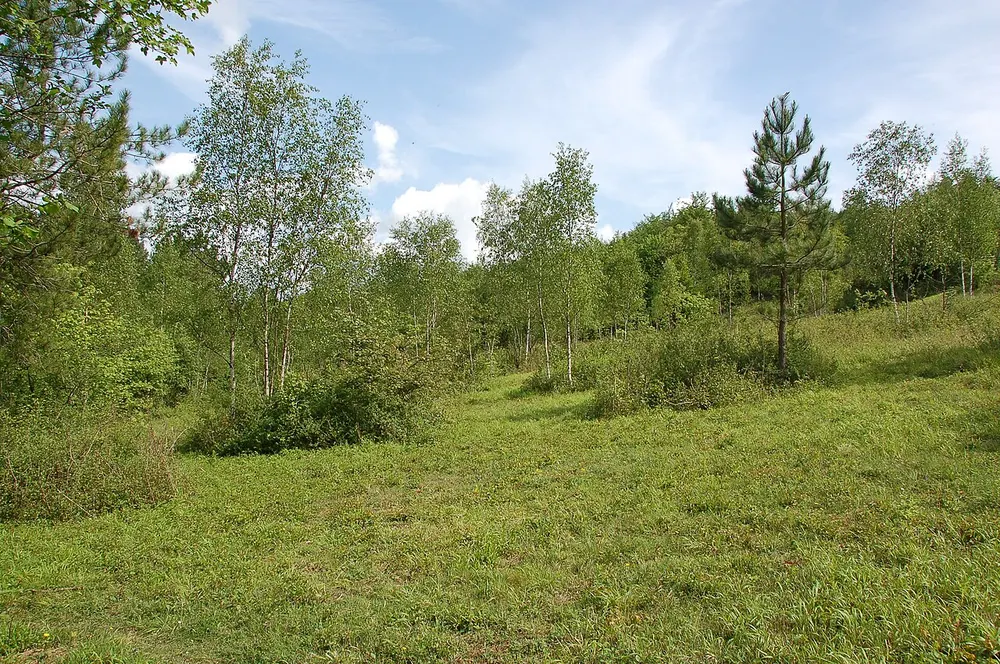 Denge Wood, the local landmark of CT4