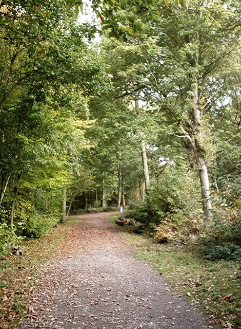 Hockley Woods, the local landmark of SS5