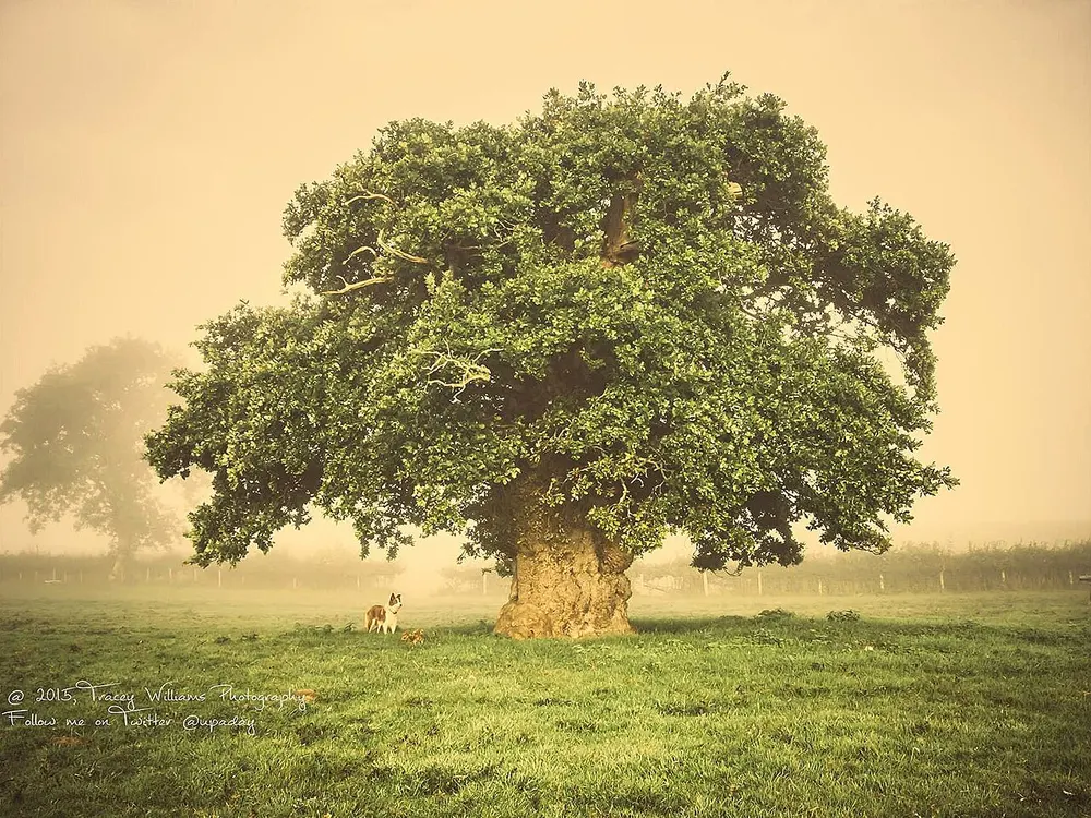 Brimmon Oak, the local landmark of SY16